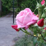 Avenue Rose