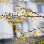 Floral home01