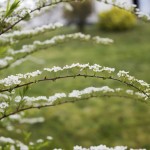 Floral home04