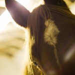 Horse02