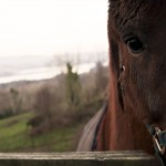 Horse03