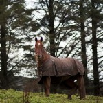 Horse06