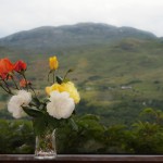 Roses01web