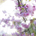 floral home08